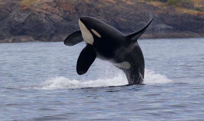 Victoria, BC: 3-Hour Ultimate Whale & Marine Wildlife Tour - Searching for orcas and humpback whales