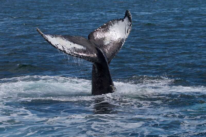 Victoria, BC: 3-Hour Ultimate Whale & Marine Wildlife Tour - The smaller animals can save the day