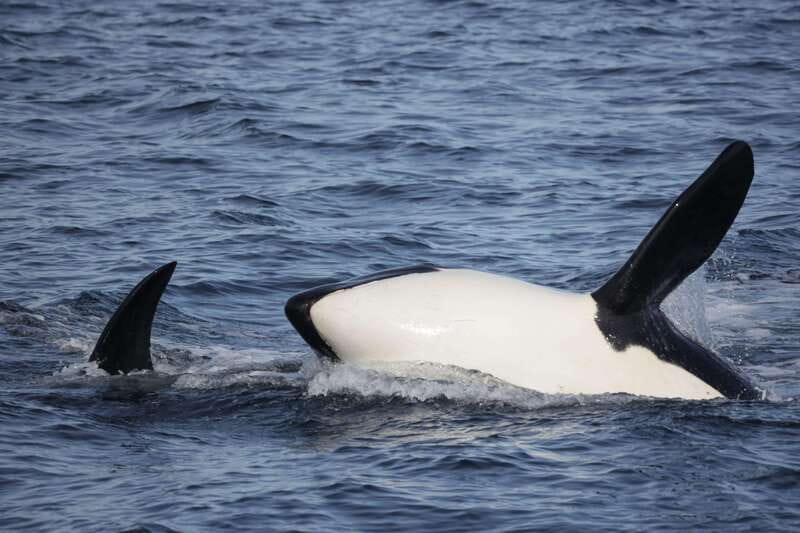 Victoria, BC: 3-Hour Ultimate Whale & Marine Wildlife Tour - Guides who make the difference