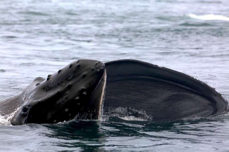 Victoria, BC: 3-Hour Ultimate Whale & Marine Wildlife Tour - What three hours feels like on the water