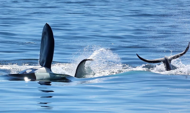 Victoria, BC: 3-Hour Ultimate Whale & Marine Wildlife Tour - Who should book this tour?