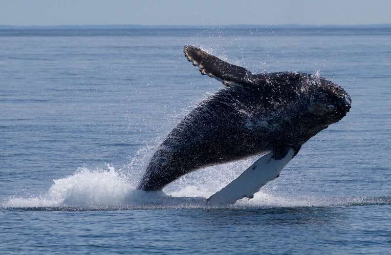 Victoria, BC: 3-Hour Ultimate Whale & Marine Wildlife Tour - A purpose-built boat with room to watch