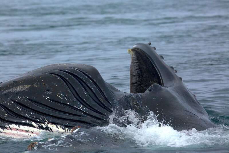 Victoria BC: 3-Hour Whale Watching Expedition - Practical tips for a better outing