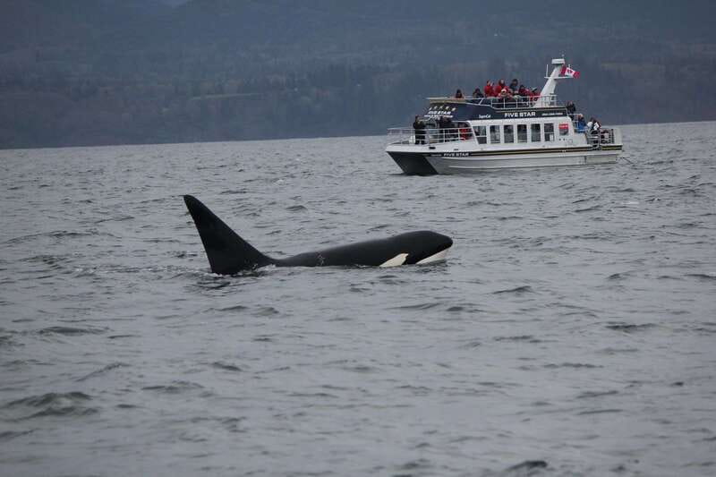 Victoria BC: 3-Hour Whale Watching Expedition - What the three-hour route covers