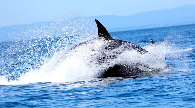 Victoria BC: 3-Hour Whale Watching Expedition - The wildlife you may see