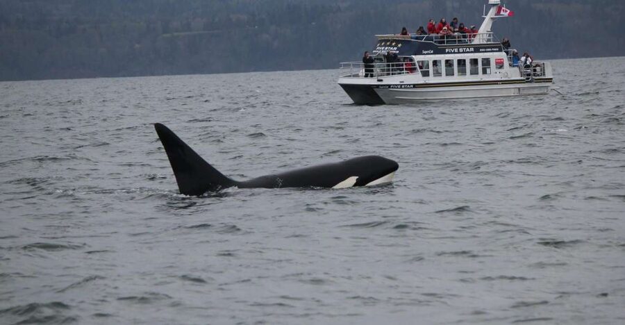 Victoria BC: 3-Hour Whale Watching Expedition - The guides make the difference