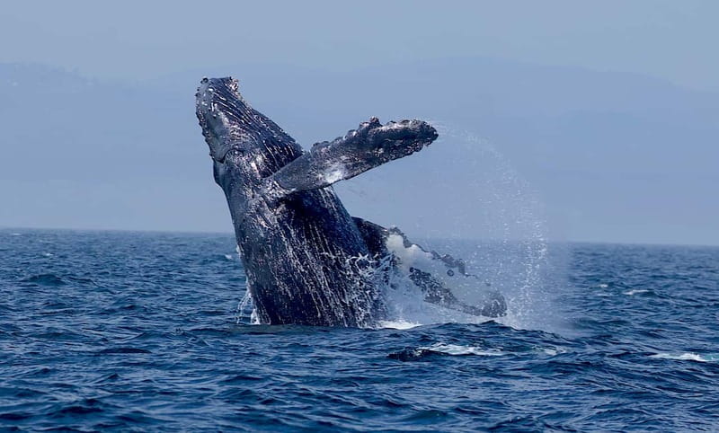 Victoria BC: 3-Hour Whale Watching Expedition - How reliable are whale sightings?