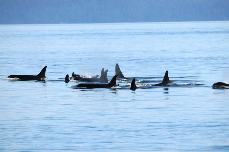 Victoria: Covered Whale Watching Adventure with Free Photos - Key points at a glance