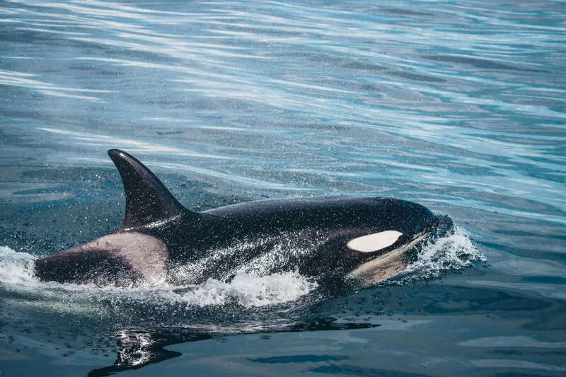 Victoria: Covered Whale Watching Adventure with Free Photos - Leaving Victoria for the Salish Sea