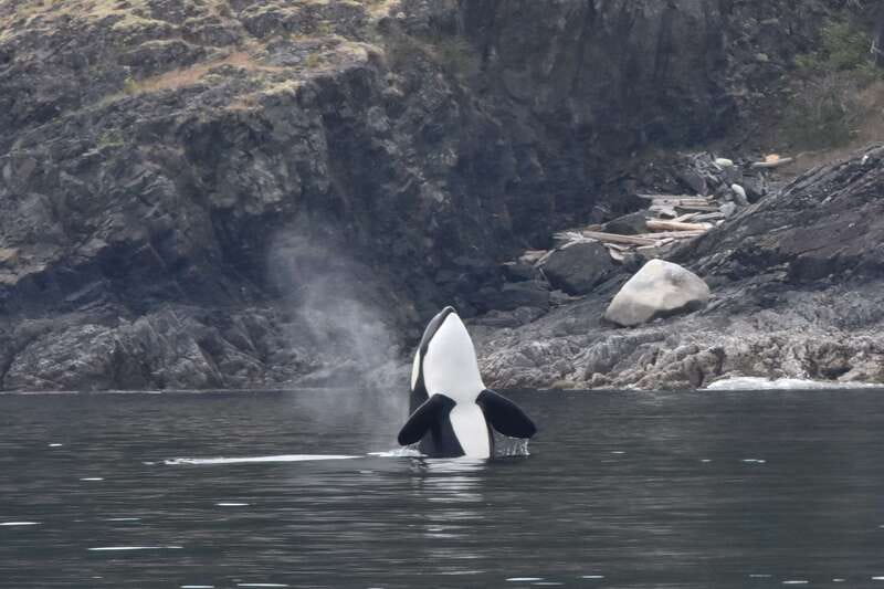 Victoria: Covered Whale Watching Adventure with Free Photos - How the $149 price works out