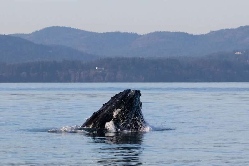 Victoria: Covered Whale Watching Adventure with Free Photos - Who will enjoy this four-hour trip most