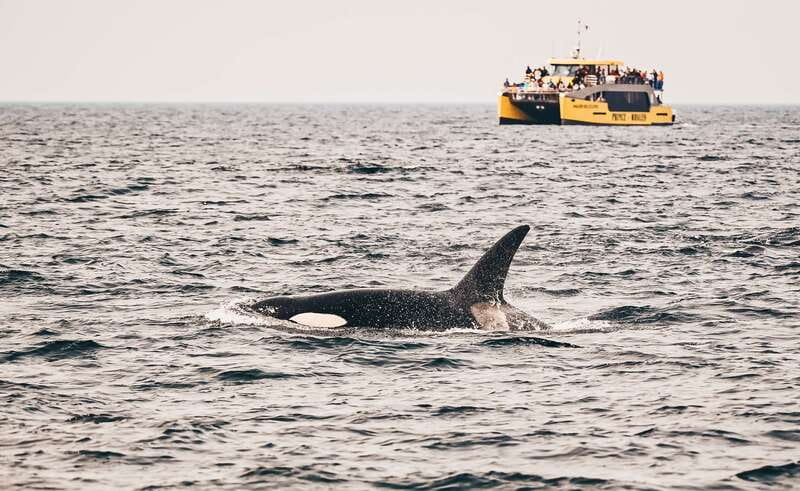Victoria: Covered Whale Watching Adventure with Free Photos - Crossing currents toward Haro Strait