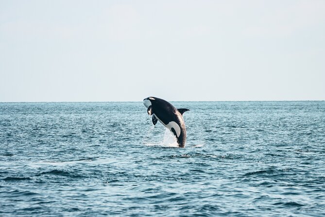 Victoria Half-Day Whale Watching Adventure with Free Photos - Key things to know before you book
