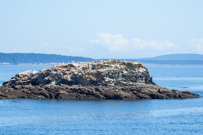 Victoria Half-Day Whale Watching Adventure with Free Photos - Leaving Victoria’s Inner Harbour at 812 Wharf Street