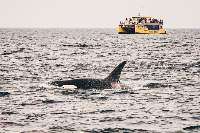 Victoria Half-Day Whale Watching Adventure with Free Photos - The route through the Strait of Juan de Fuca