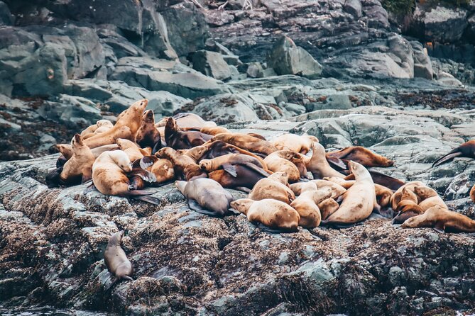 Victoria Half-Day Whale Watching Adventure with Free Photos - Naturalists who make the ride more than a search