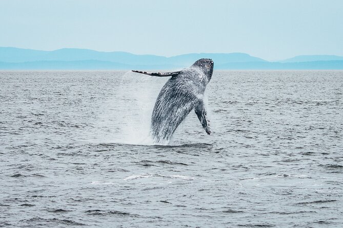 Victoria Half-Day Whale Watching Adventure with Free Photos - Free photos help you stay present