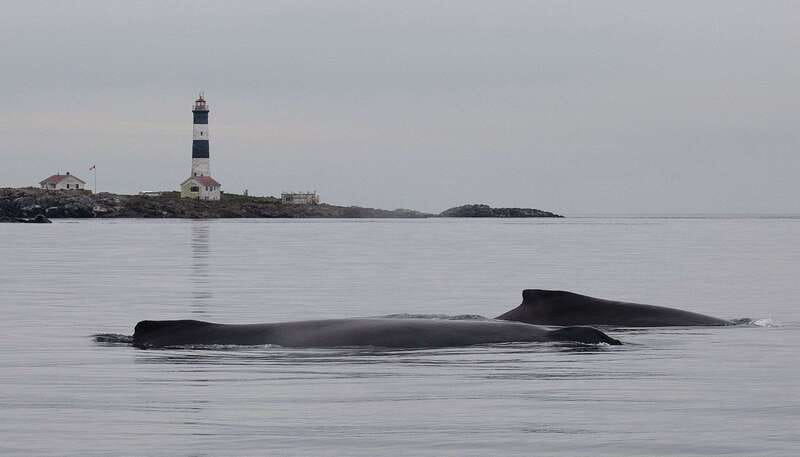 Victoria: Morning Whale-Watching Tour in Scarab Boat - Setting out from Victoria into the Salish Sea