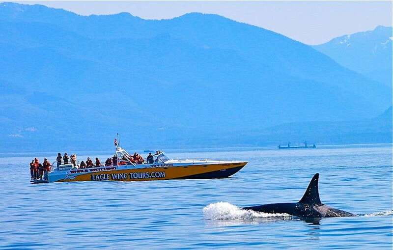 Victoria: Morning Whale-Watching Tour in Scarab Boat - Searching for orcas, humpbacks, and other wildlife