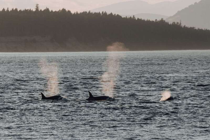 Victoria: Morning Whale-Watching Tour in Scarab Boat - The guide team makes the difference