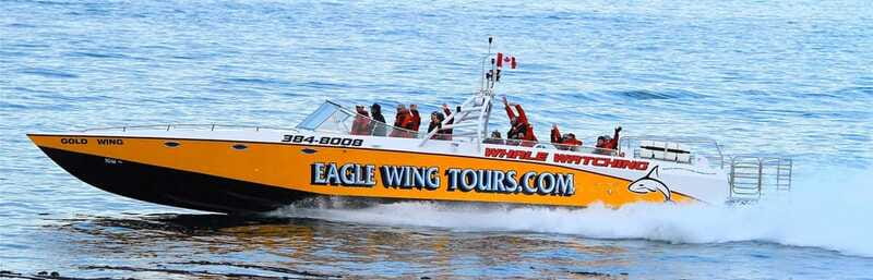Victoria: Morning Whale-Watching Tour in Scarab Boat - Who will enjoy this tour most?