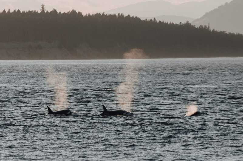 Victoria: Morning Whale-Watching Tour in Scarab Boat - Booking, cancellation, and meeting-point advice
