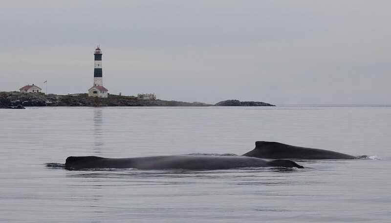 Victoria: Morning Whale-Watching Tour in Scarab Boat - Should you book the scarab boat whale-watching tour?