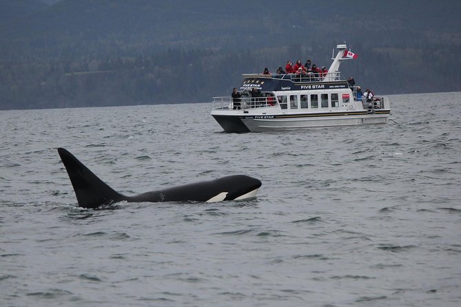 Victoria Shore Excursion: Whale-Watching Cruise with Expert Naturalist Guides - Key points at a glance