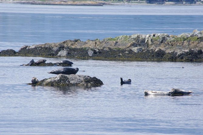 Victoria Shore Excursion: Whale-Watching Cruise with Expert Naturalist Guides - How the three-hour route works