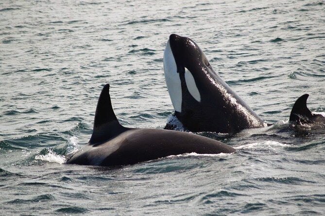 Victoria Shore Excursion: Whale-Watching Cruise with Expert Naturalist Guides - What the guides add to the ride