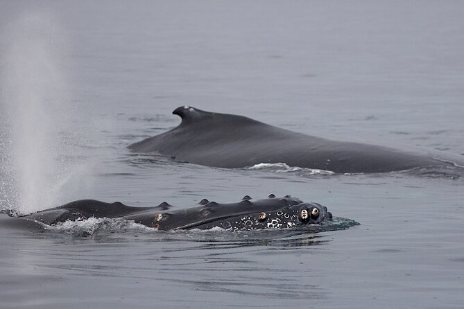 Victoria Shore Excursion: Whale-Watching Cruise with Expert Naturalist Guides - Indoor comfort and outdoor viewing