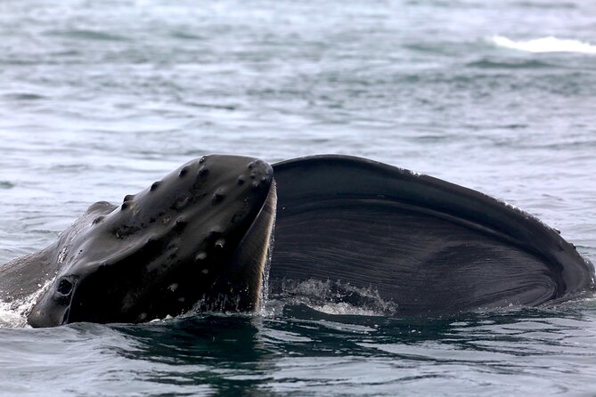 Victoria Shore Excursion: Whale-Watching Cruise with Expert Naturalist Guides - Shore-excursion timing and the return-to-ship promise