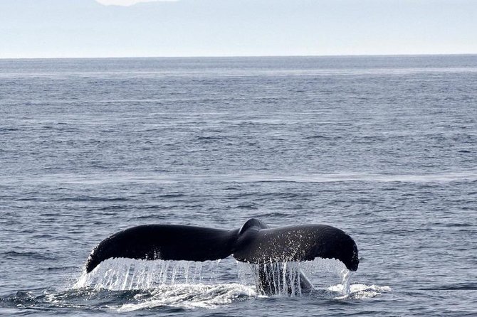 Victoria Shore Excursion: Whale-Watching Cruise with Expert Naturalist Guides - Who should book this Victoria cruise?