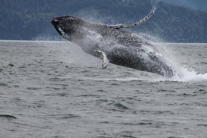 Victoria Shore Excursion: Whale-Watching Cruise with Expert Naturalist Guides - Watching for orcas, humpbacks, and smaller wildlife
