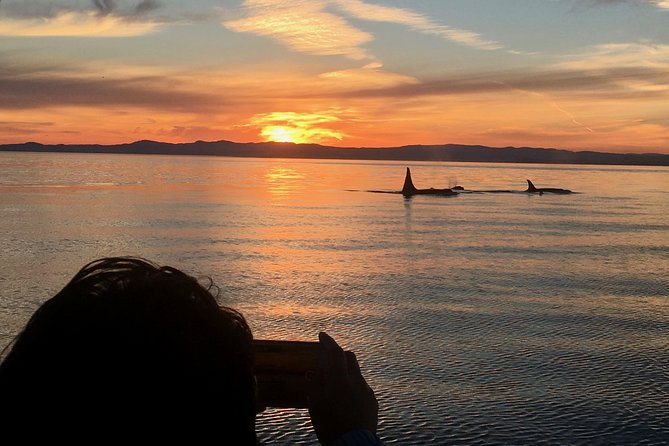 Victoria Sunset Whale-Watching Cruise - Five details that shape the experience