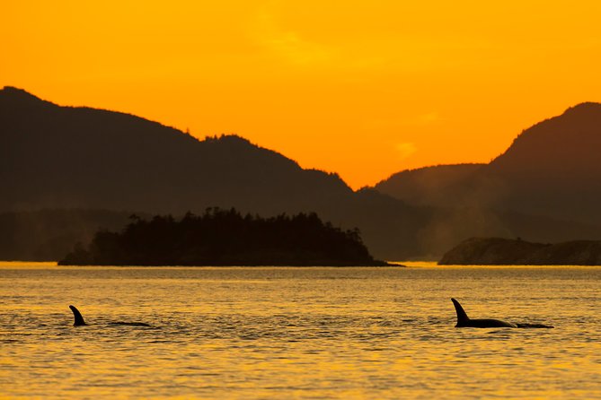 Victoria Sunset Whale-Watching Cruise - Searching for orcas, humpbacks, and smaller wildlife