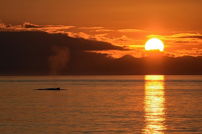 Victoria Sunset Whale-Watching Cruise - The sunset return is the best part for some people
