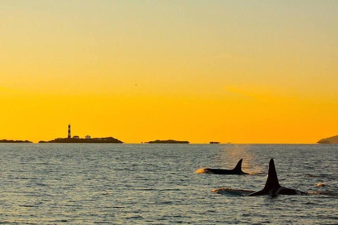 Victoria Sunset Whale-Watching Cruise - Is $138 a fair price?