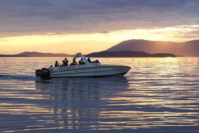 Victoria Sunset Whale-Watching Cruise - Who should book the Victoria sunset cruise?