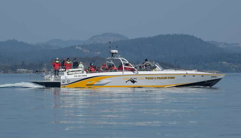 Victoria: Sunset Whale Watching Tour on an Open Scarab Boat - Why the sunset departure matters