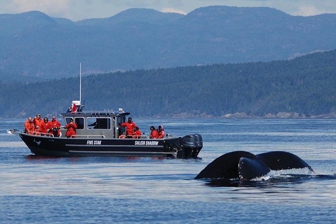 Victoria Ultimate Marine Whale & Wildlife Tour - Leaving Humboldt Street for the Salish Sea