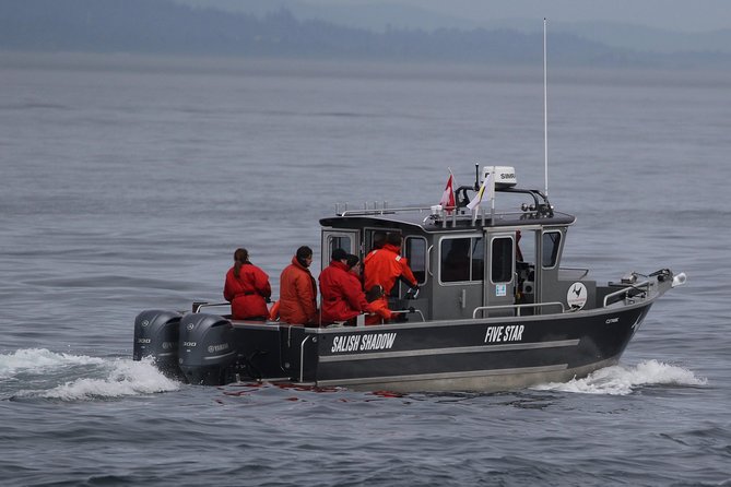 Victoria Ultimate Marine Whale & Wildlife Tour - Humpbacks may be the reliable stars