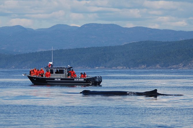 Victoria Ultimate Marine Whale & Wildlife Tour - Boat comfort, viewing space, and weather