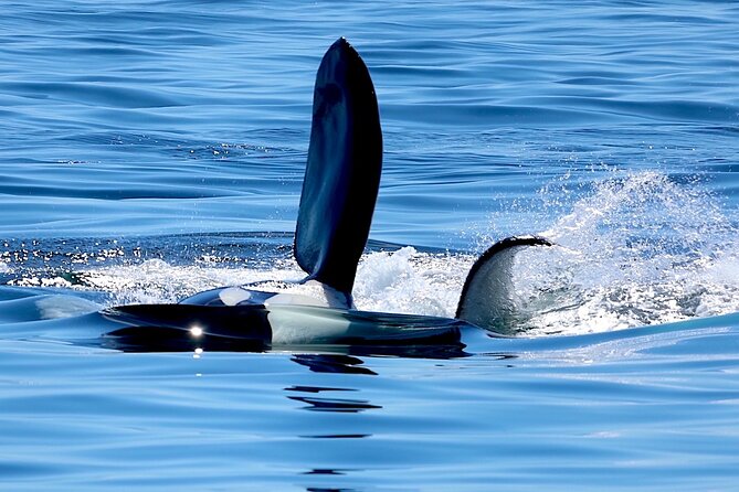 Victoria Ultimate Marine Whale & Wildlife Tour - Is $134.02 a fair price?