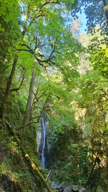 Victoria Waterfall, Skywalk, Beach Picnic, Castle and Whales - Riding the Malahat Skywalk to the treetops