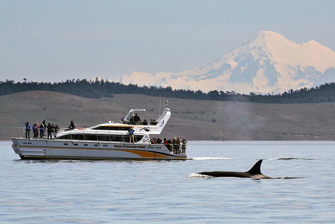 Victoria Whale and Wildlife Cruise - Key points to know before booking