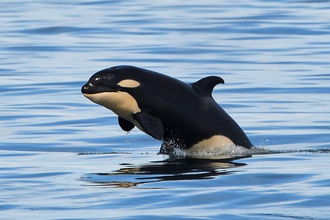 Victoria Whale and Wildlife Cruise - The ride is part of the adventure