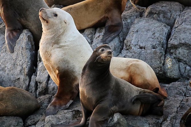 Victoria Whale and Wildlife Cruise - Seals, sea lions, otters, and birds fill the gaps