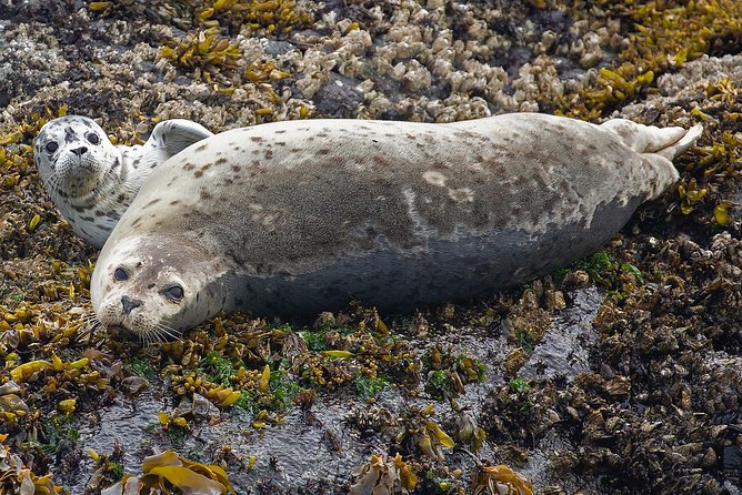 Victoria Whale and Wildlife Cruise - Naturalists who make the sightings meaningful