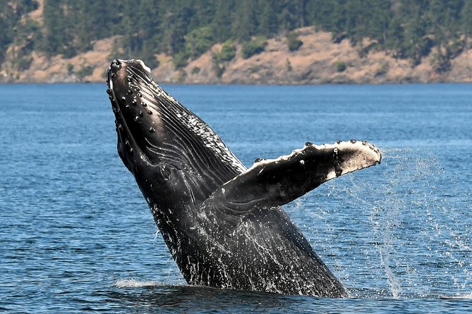 Victoria Whale and Wildlife Cruise - Who will enjoy this most